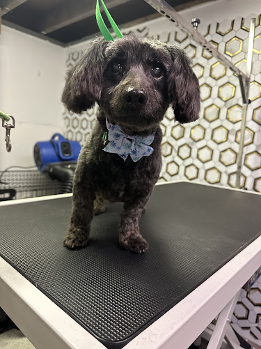 Pawlished Pup: Dog Behavior & Grooming Studio