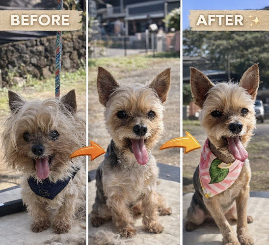 Pawradise Grooming Co - Mobile Grooming