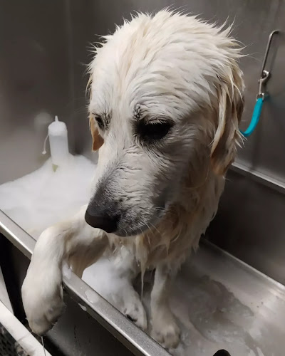 Pawradise Salon and Spa