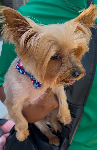 Paws 2 Create Grooming Spa