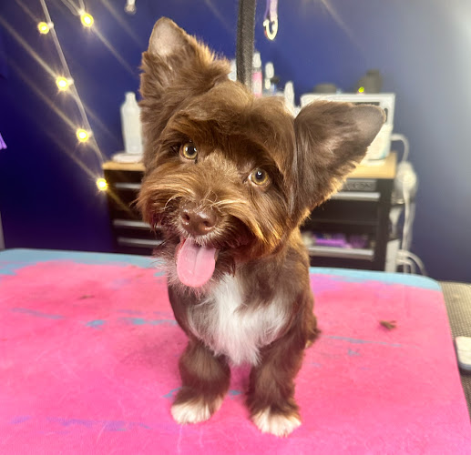 Paws And All Grooming