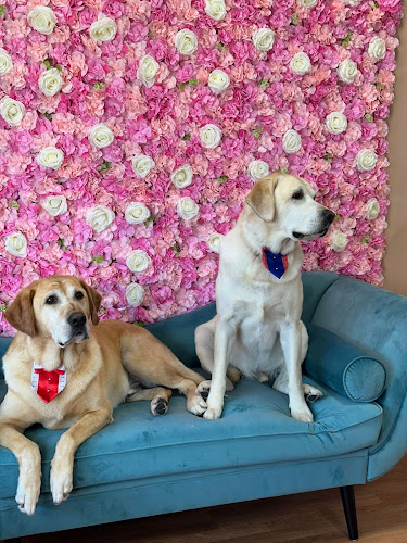 Paws and Bubble Pet Grooming