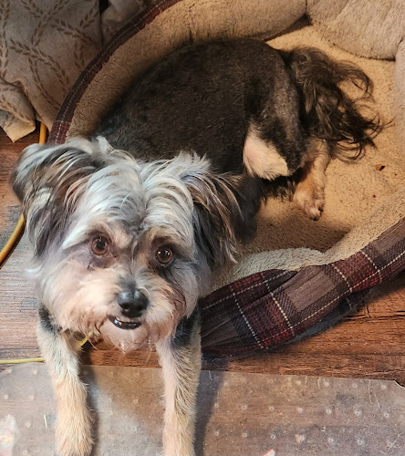 Paws and Claws grooming