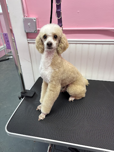 Paws and Claws Pet Grooming