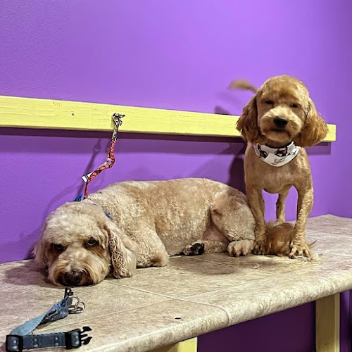 Paws and Suds In The Heights