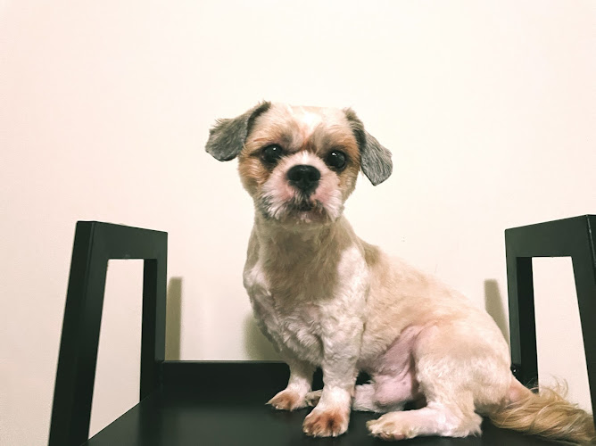 Paws and Suds Pet Grooming