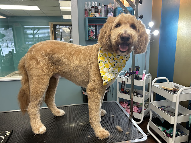 Paws at Play with Selena