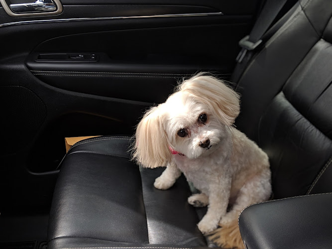 Paws Awhile Dog Grooming