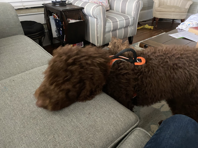 Paws Boutique, Bakery & Grooming