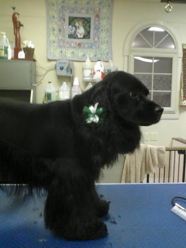 Paws & Claws Nail Spa