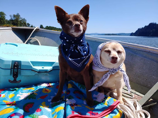 Paws-itively Pampered Grooming & Self Wash