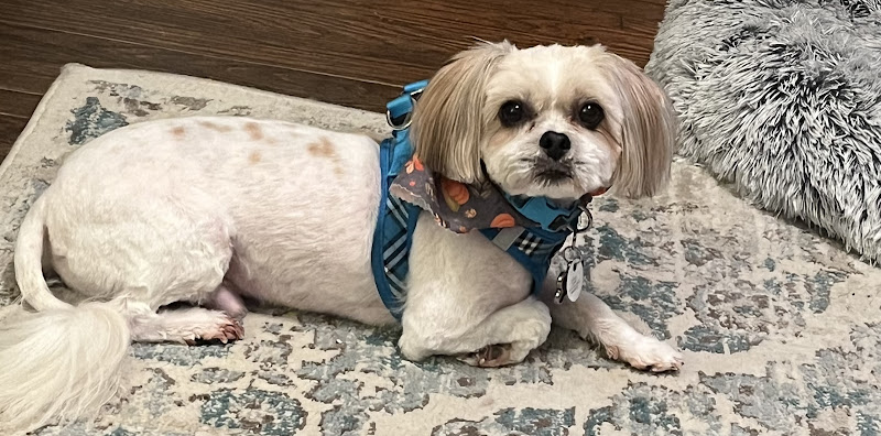 Paws 'n Claws - Erie