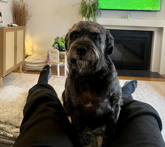 Paws n Claws Grooming Salon