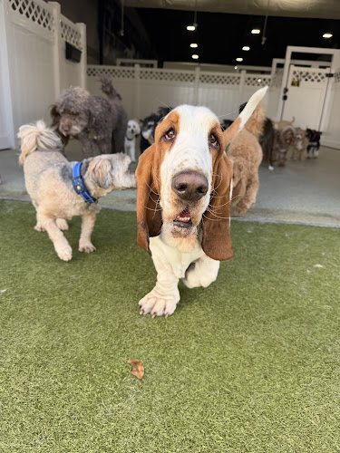 Paws 'n' Rec - St. Pete