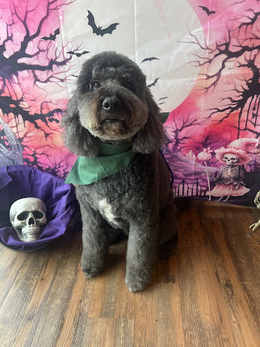 Paws of Valor Dog Grooming LLC