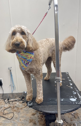 Paws On Posey Grooming Co