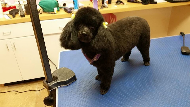 Paws & Purrs Pet Salon