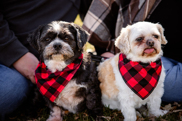 Paws & Reflect Pet Grooming