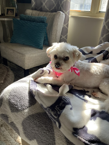 Paws Stylin' Studio West