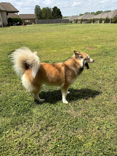 Paws & Whiskers Boarding and Grooming