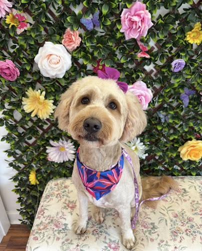 Paws Y’all Grooming