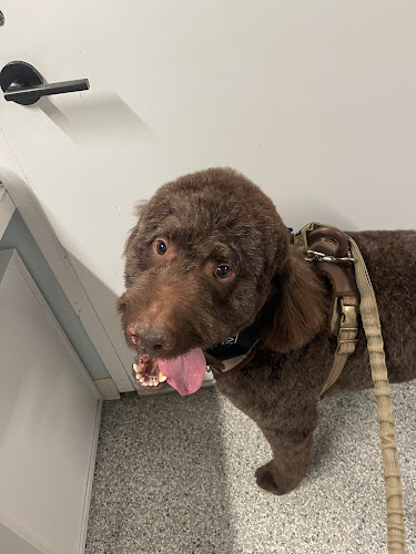 Pawsability Dog Club