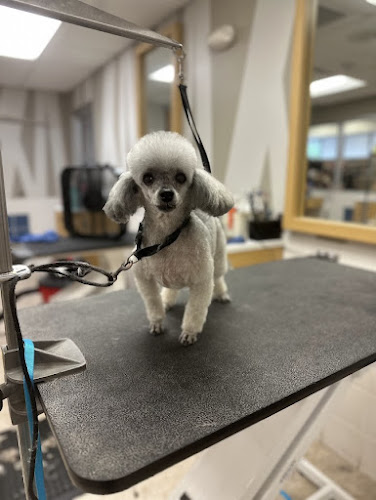 Pawsitive Grooming LLC