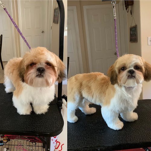 Pawsitive Manners Pets N' Puddles Dog Training, Luxury Pet Spaw & Salon