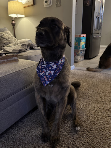 Pawsitive Purrfection Grooming