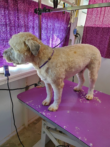 Pawsitive Relaxation LLC