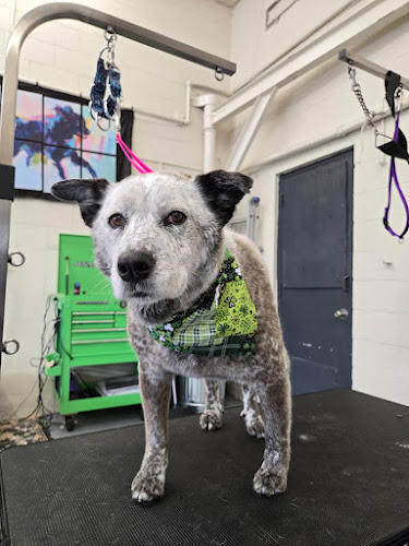PAWsitive Vibes Dog grooming