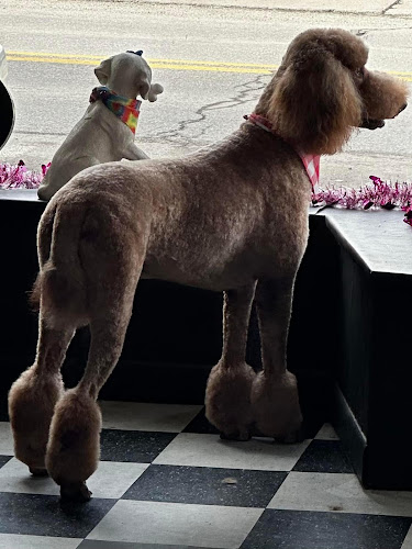 Pawsitive Vibes with Deserae and Misty