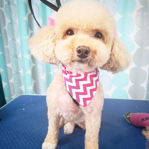 Pawsitively Beautiful Grooming