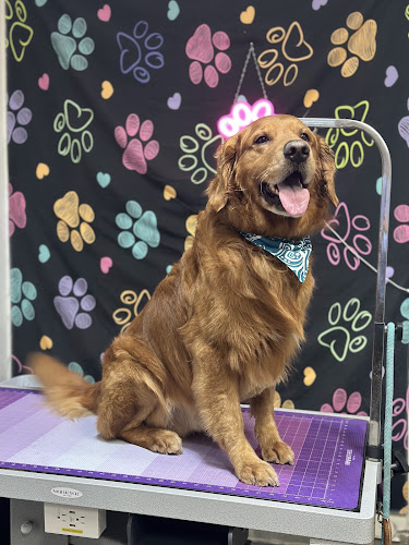 Pawsitively Clean LLC