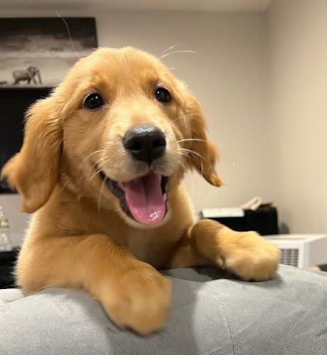 Pawsitively Pampered Pet Salon