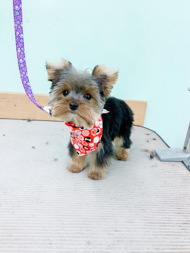 Pawsitively Pampered Pets