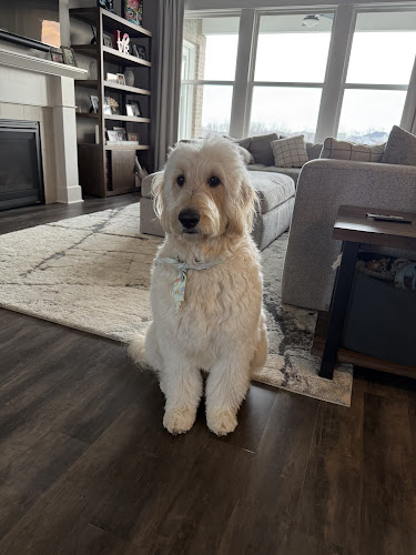 Pawsitively Purfect Salon