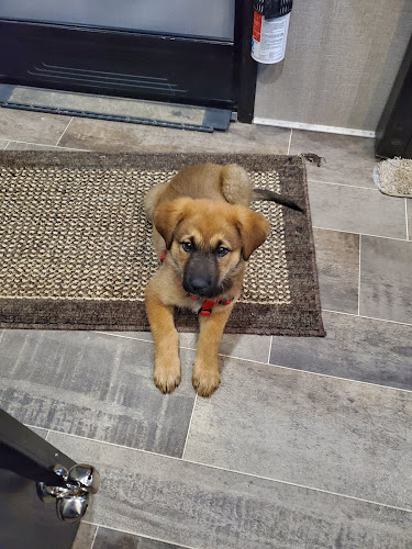 Pawsitively Purrfect