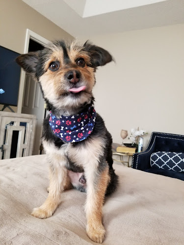 Pawsitively Purrfect