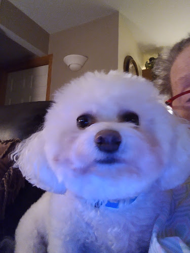 Pawsitively Purrfect Pet Grooming