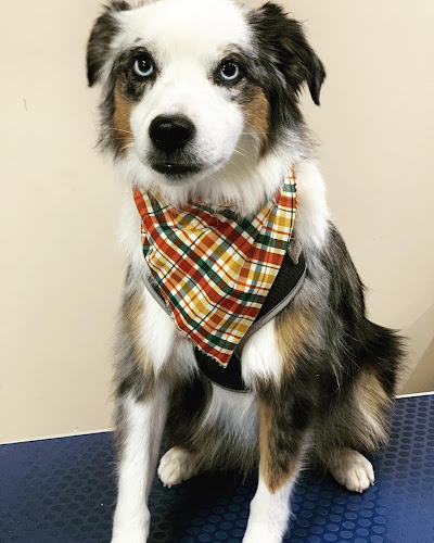 Pawsitively Sassy Grooming Utah