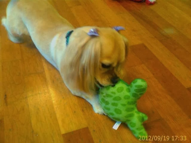 Pawsitivity Dog Grooming