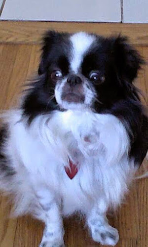 Pawsnickety Dog Grooming