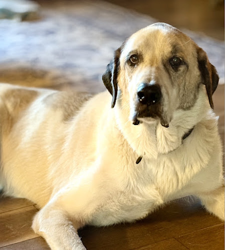 Pawsome Pet Care Nurses / Poulin Ventures LLC