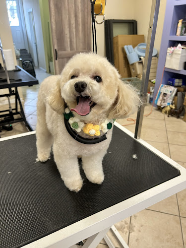 Pawsticcerie Pet Grooming & Boutique