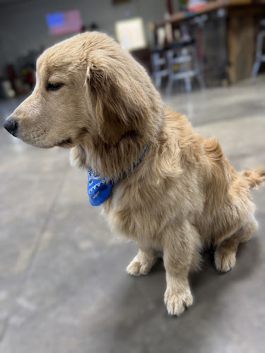 Pawtastic Grooming Services