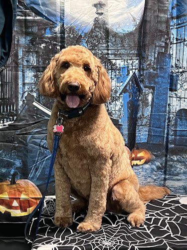 Pawz On The Go Pet Services