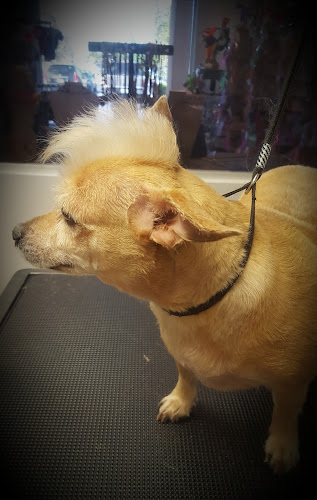 PawZazz Pet Grooming Salon