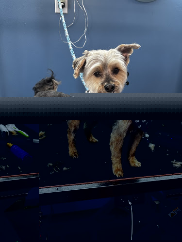 Peace Love Paws Grooming