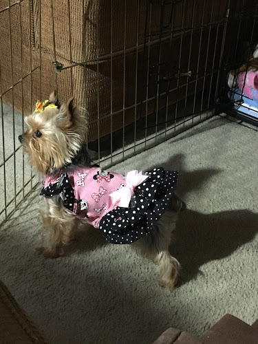 Peek-A-Boo Dog Grooming